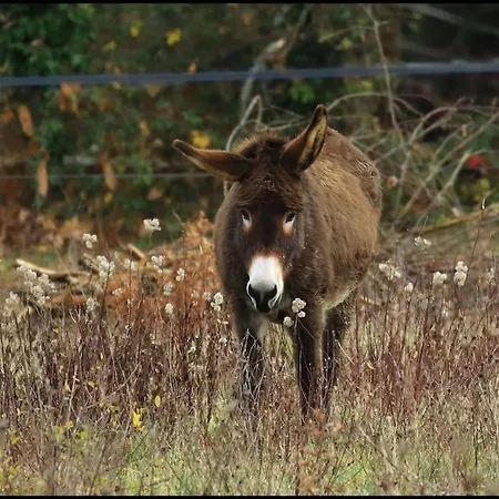 Evadez-vous à La Ferme ! Casa vacanze Val de Louyre et Caudeau