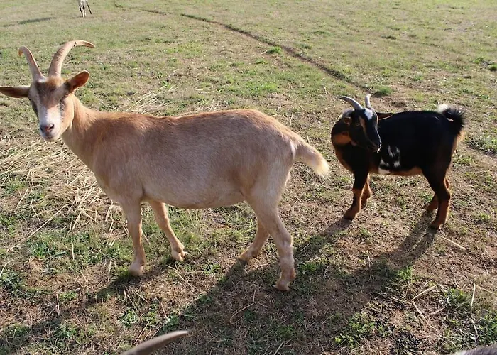 Evadez-vous A La Ferme ! * Val de Louyre et Caudeau