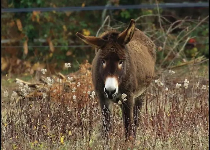 Evadez-vous A La Ferme ! Сasa de vacaciones Val de Louyre et Caudeau