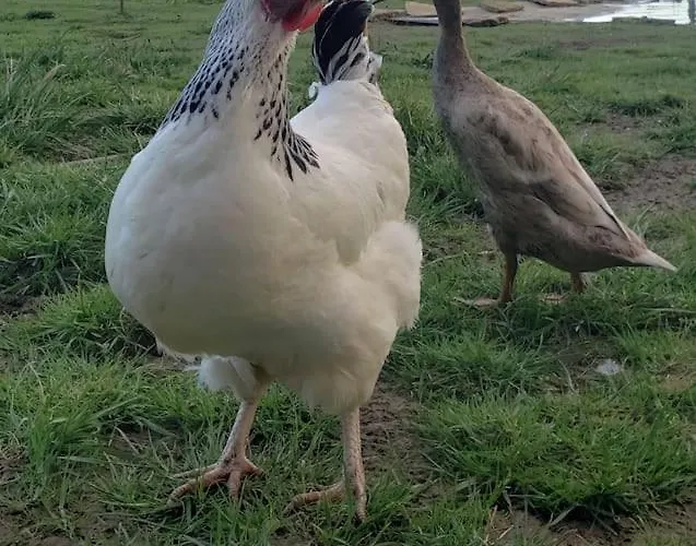 Evadez-vous A La Ferme ! Сasa de vacaciones