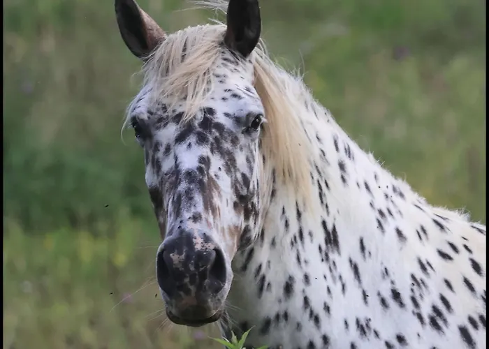 Сasa de vacaciones Evadez-vous A La Ferme !